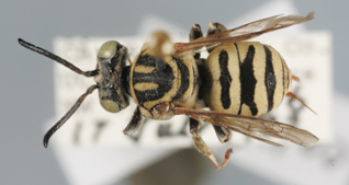 Triepeolus californicus, female, dorsal habitus