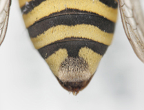 Triepeolus californicus, female, ps area