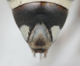 Triepeolus denverensis, female, dorsal habitus part
