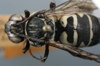 Triepeolus monardae, female, dorsal habitus