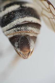 Triepeolus nigrihirtus, female, ps area