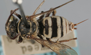 Triepeolus paenepectoralis, female, dorsal habitus small