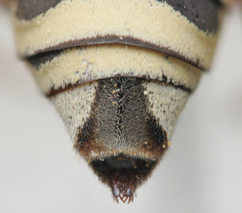 Triepeolus kathrynae, female, ps area