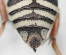 Triepeolus laticaudus, female, ps area