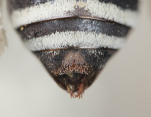 Triepeolus mojavensis, female, ps area