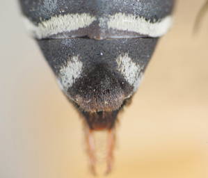 Triepeolus monardae, female, ps area