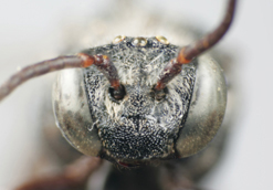 Triepeolus nigrihirtus, female, face