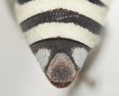 Triepeolus paenepectoralis, female, ps area