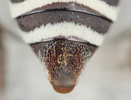 Triepeolus penicilliferus, female, ps area