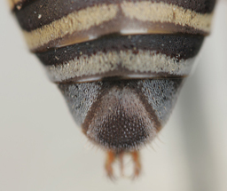 Triepeolus rufithorax, female, ps area