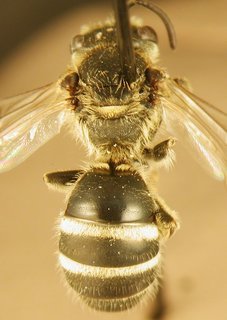 Lasioglossum forbesii, female, top
