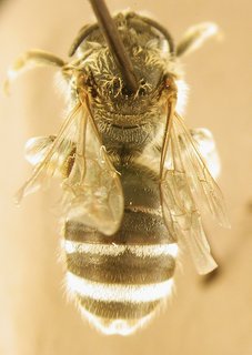 Lasioglossum leucozonium, female, top