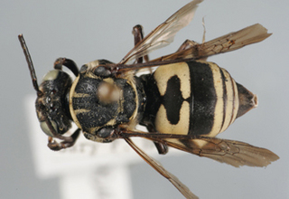 Triepeolus tanneri, female, dorsal habitus