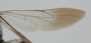 Triepeolus rugosus, female, hindwing