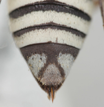 Triepeolus subalpinus, female, ps area