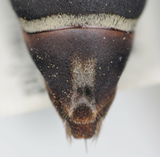 Triepeolus tanneri, female, ps area