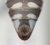 Triepeolus verbesinae, female, ps area