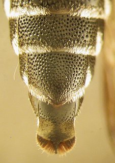 Coelioxys obtusiventris, female, bottom butt