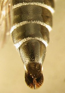 Coelioxys obtusiventris, female, top butt