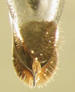 Coelioxys obtusiventris, female, top butt