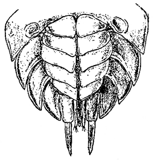 Cylisticus convexus, abdomen