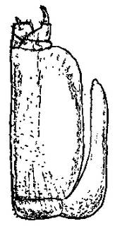Cylisticus convexus, maxillipeds