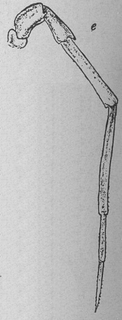 Cylisticus convexus, second, antenna