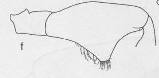 Ceratina acantha, male, metafemoraandmetatrochanters