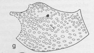 Ceratina punctigena, female, mesopleura