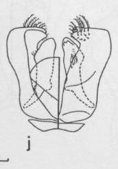 Ceratina diodonta, dorsalandventralgenitalia