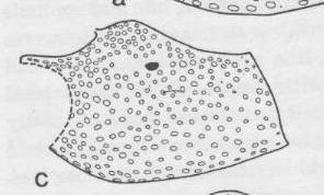 Ceratina nanula, female, mesopleura
