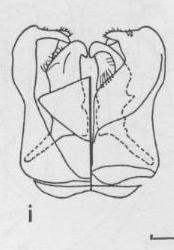 Ceratina texana, dorsalandventralgenitalia
