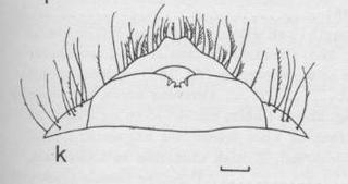 Ceratina diodonta, male, sixthmetasomalandapicalplates