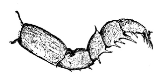 Haplophthalmus danicus, first, leg