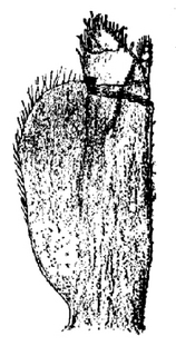 Haplophthalmus danicus, maxilliped