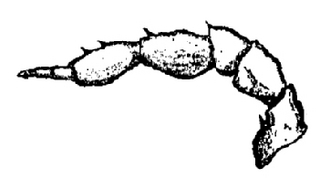 Haplophthalmus danicus, second, antenna