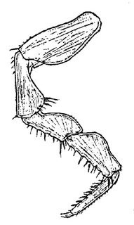 Trachelipus rathkii, seventh, leg