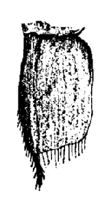 Haplophthalmus danicus, fifth, pleopod