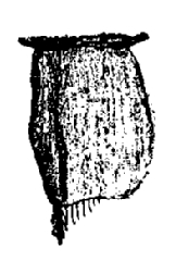 Haplophthalmus danicus, fourth, pleopod