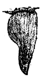 Haplophthalmus danicus, third, pleopod