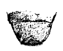 Haplophthalmus danicus, upper, lip