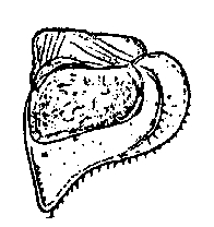 Oniscus asellus, female, third, pleopods