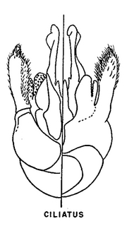 Colletes ciliatus, genital armature