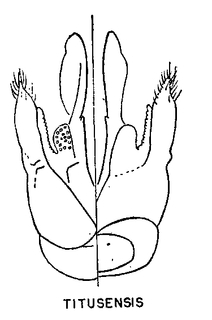 Colletes titusensis, genital armature