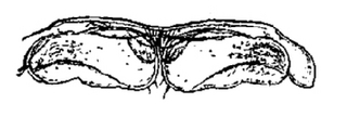 Porcellio scaber, female, first, pleopod
