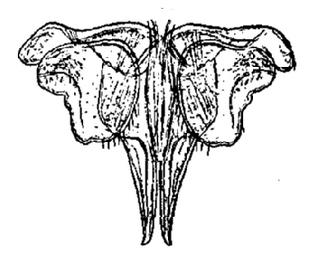 Porcellio scaber, male, first, pleopod