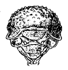 Porcellio scaber, head