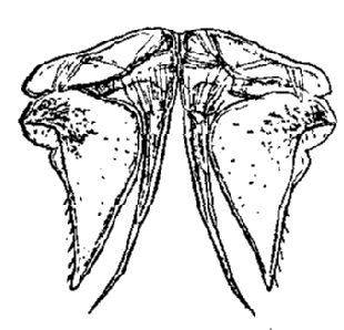 Porcellio scaber, male, second, pleopod