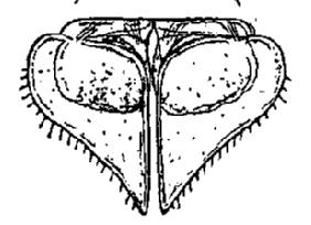 Porcellio scaber, male, third, pleopod