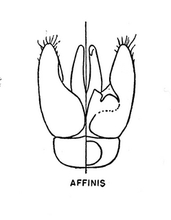 Hylaeus affinis, dorsal and ventral genital armature, 